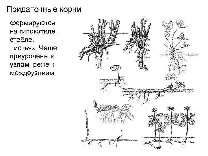 Какие корни образуются на стеблях и листьях. Придаточный корень у корня. Придаточные корни образуются.