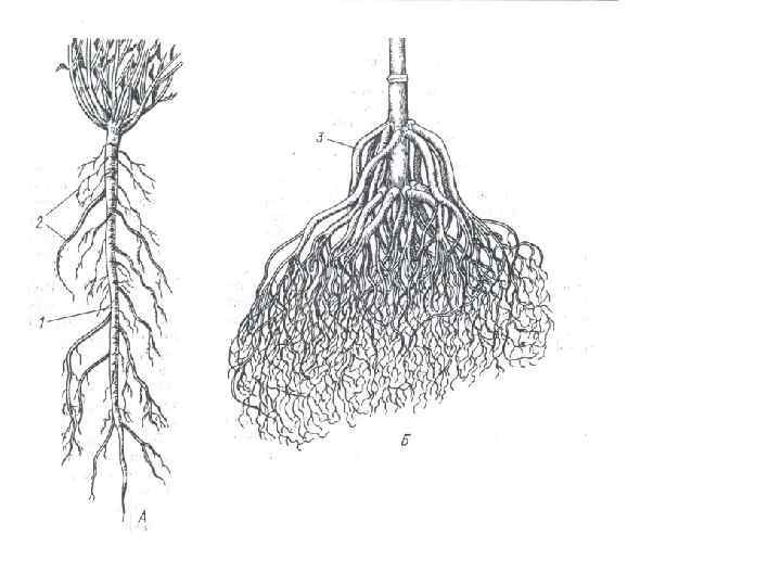 Смешанный корень. Стержневая мочковатая и смешанная корневая система. Типы корневых систем смешанная. Мочковатая корневая система. Морфология корневых систем.