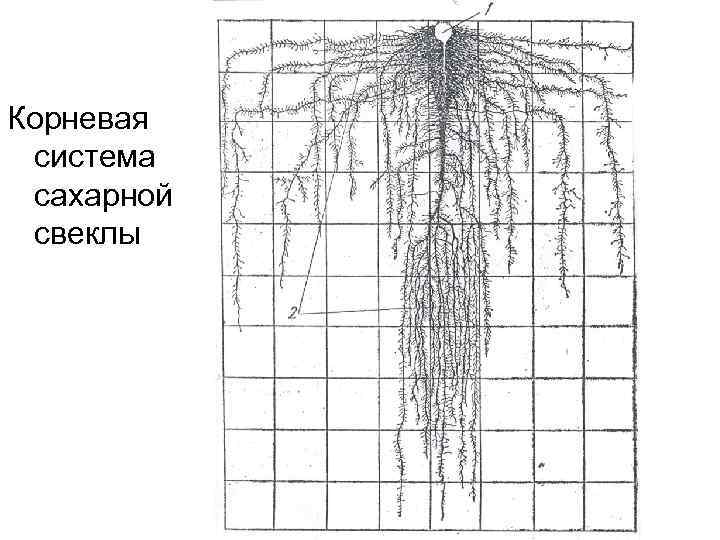Корневая система сахарной свеклы 
