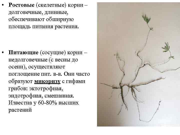  • Ростовые (скелетные) корни – долговечные, длинные, обеспечивают обширную площадь питания растения. •