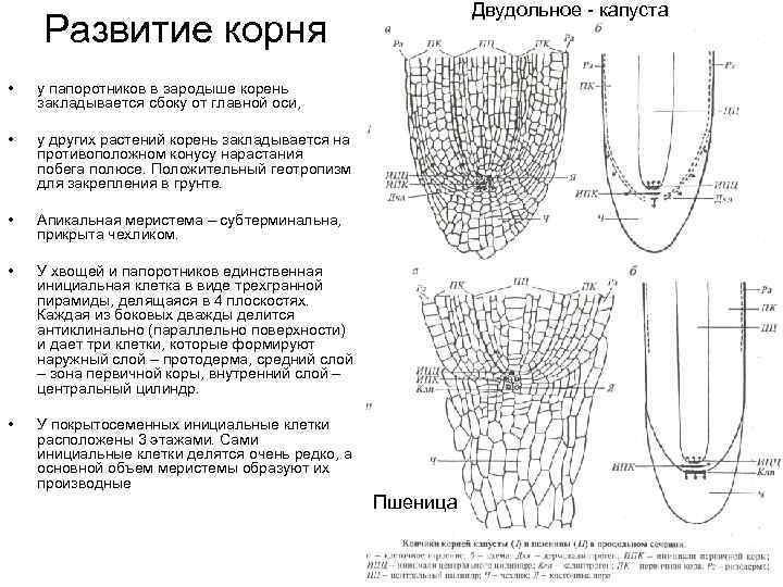 Двудольное - капуста Развитие корня • у папоротников в зародыше корень закладывается сбоку от