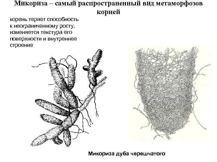 Корневая микориза. Микориза строение. Микориза на корнях.