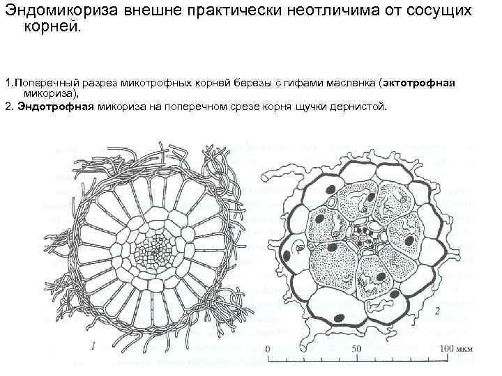 На рисунке а представлена схема поперечного среза