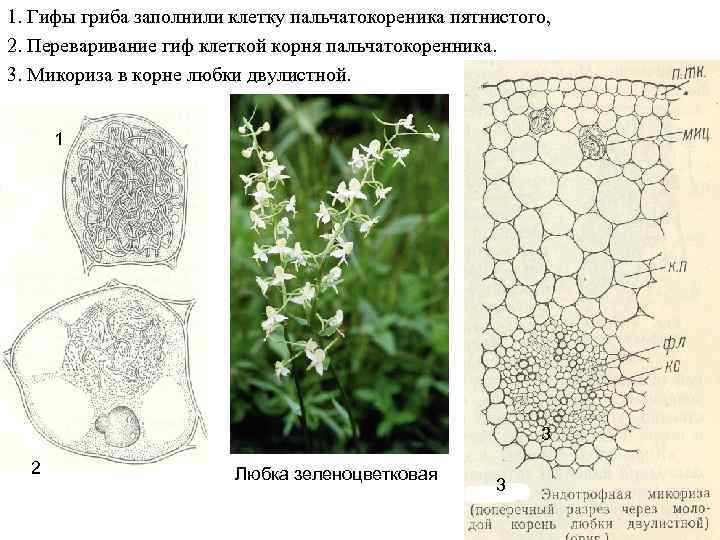 1. Гифы гриба заполнили клетку пальчатокореника пятнистого, 2. Переваривание гиф клеткой корня пальчатокоренника. 3.