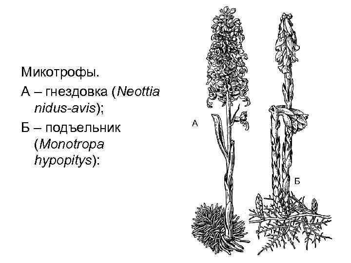 Гнездовка настоящая рисунок