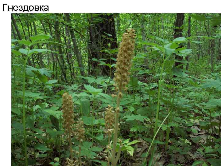 Гнездовка 
