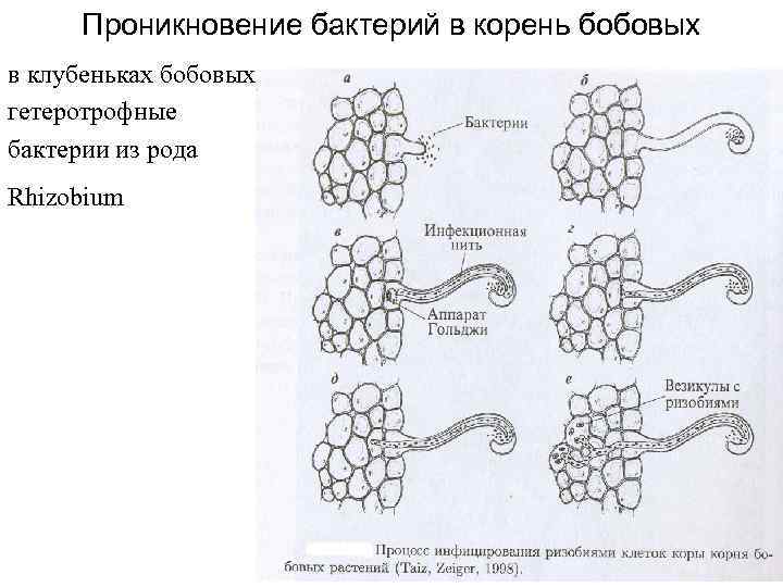 Проникновение бактерий в корень бобовых в клубеньках бобовых гетеротрофные бактерии из рода Rhizobium 
