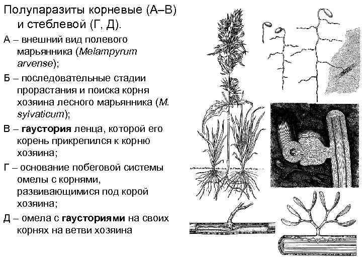 Полупаразиты корневые (А–В) и стеблевой (Г, Д). А – внешний вид полевого марьянника (Melampyrum