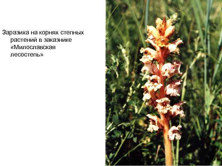 Заразиха на корнях степных растений в заказнике «Милославская лесостепь» 