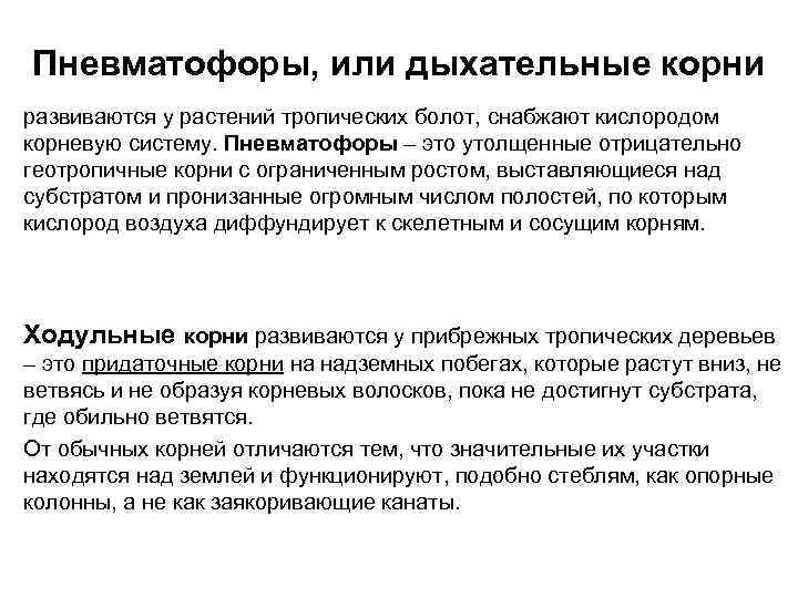 Пневматофоры, или дыхательные корни развиваются у растений тропических болот, снабжают кислородом корневую систему. Пневматофоры