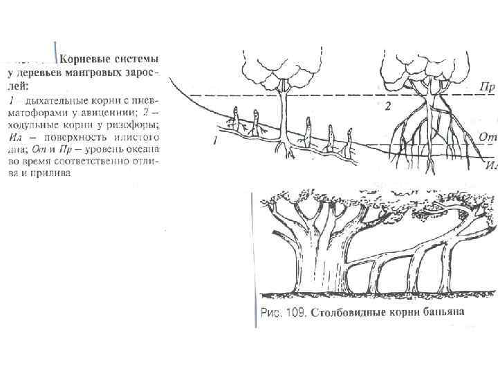 Корневая система кипариса схема