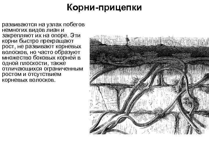 Корни-прицепки развиваются на узлах побегов немногих видов лиан и закрепляют их на опоре. Эти
