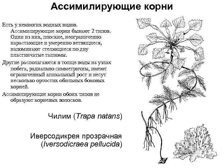 Ассимилирующие корни Есть у немногих водных видов. Ассимилирующие корни бывают 2 типов. Одни из