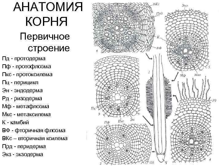 Анатомия корня. Анатомическая структура корня. Анатомическое строение корня первичного строения. Диагностические признаки корня первичного строения. Анатомические строение многолетних корней.