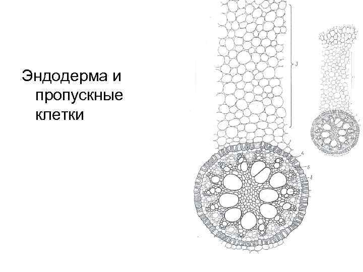 Эндодерма и пропускные клетки 