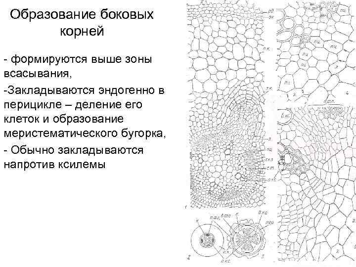 Образование боковых корней - формируются выше зоны всасывания, -Закладываются эндогенно в перицикле – деление