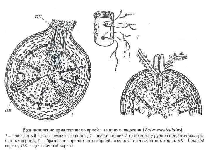 Схема корень е корень. Схема развития корня. Зачаток бокового корня.