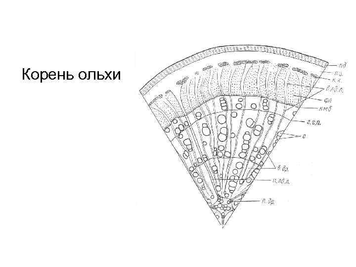 Корень ольхи 