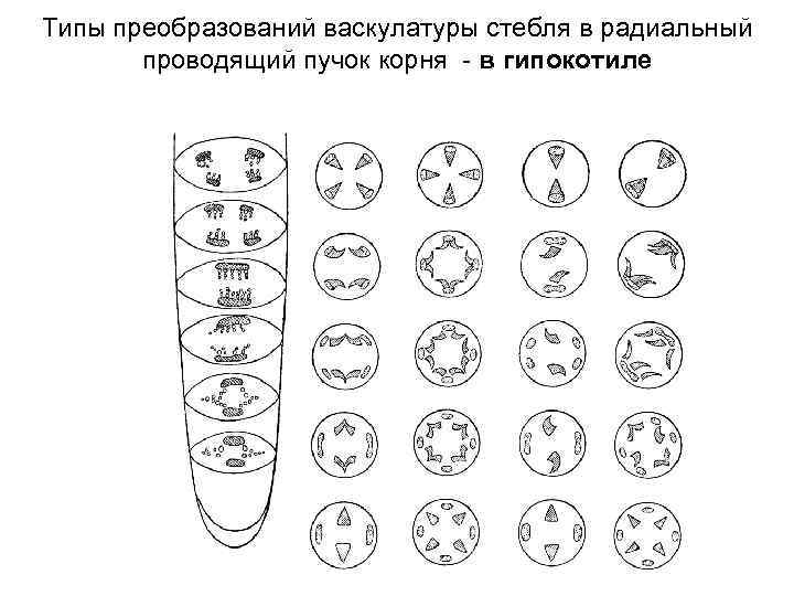Типы преобразований васкулатуры стебля в радиальный проводящий пучок корня - в гипокотиле 
