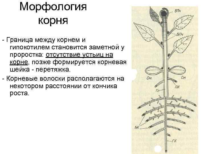 Морфология корня - Граница между корнем и гипокотилем становится заметной у проростка: отсутствие устьиц