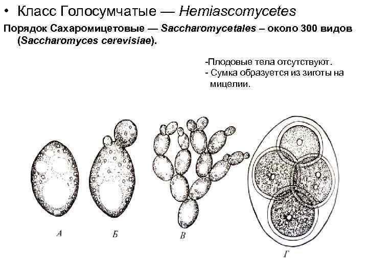  • Класс Голосумчатые — Hemiascomycetes Порядок Сахаромицетовые — Saccharomycetales – около 300 видов