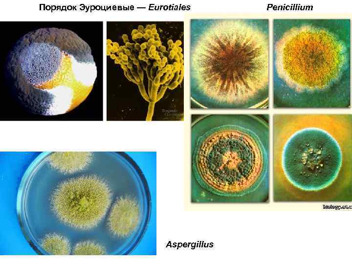 Порядок Эуроциевые — Eurotiales Aspergillus Penicillium 