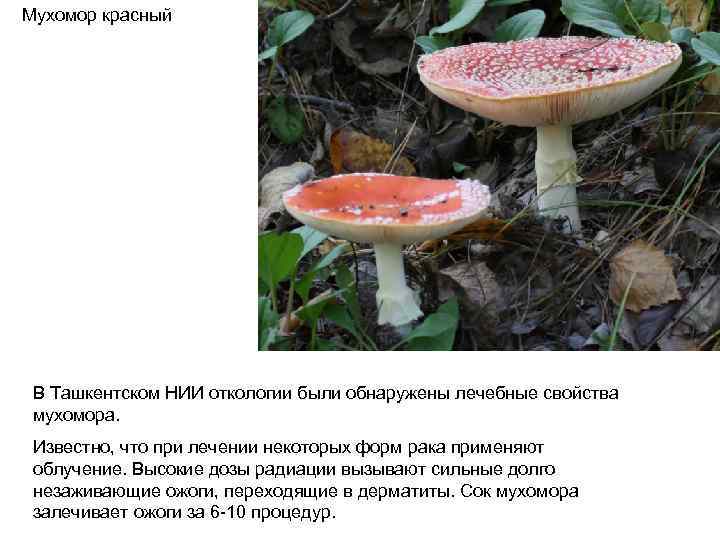 Мухомор красный В Ташкентском НИИ откологии были обнаружены лечебные свойства мухомора. Известно, что при
