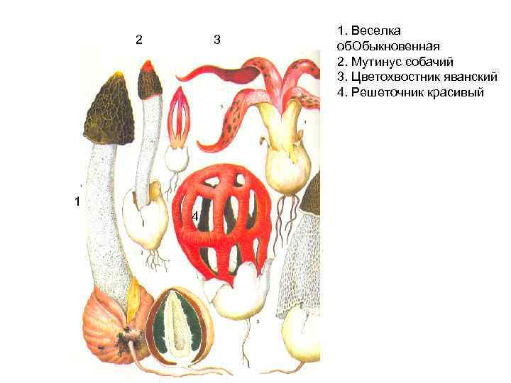 2 3 1 4 1. Веселка об. Обыкновенная 2. Мутинус собачий 3. Цветохвостник яванский