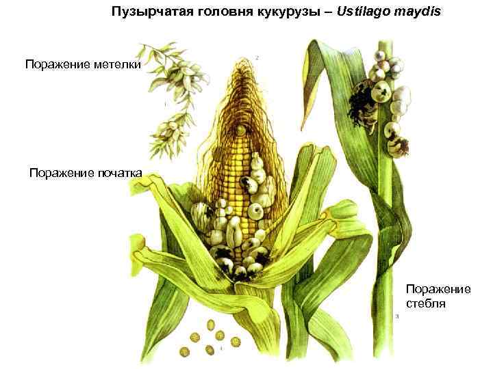 Пузырчатая головня кукурузы – Ustilago maydis Поражение метелки Поражение початка Поражение стебля 
