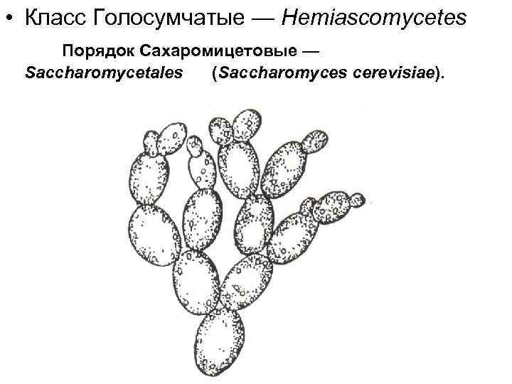  • Класс Голосумчатые — Hemiascomycetes Порядок Сахаромицетовые — Saccharomycetales (Saccharomyces cerevisiaе). 