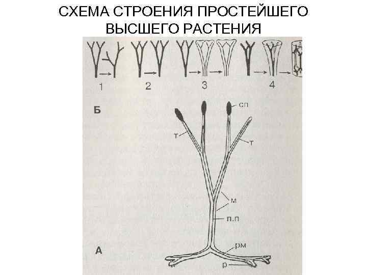 СХЕМА СТРОЕНИЯ ПРОСТЕЙШЕГО ВЫСШЕГО РАСТЕНИЯ 