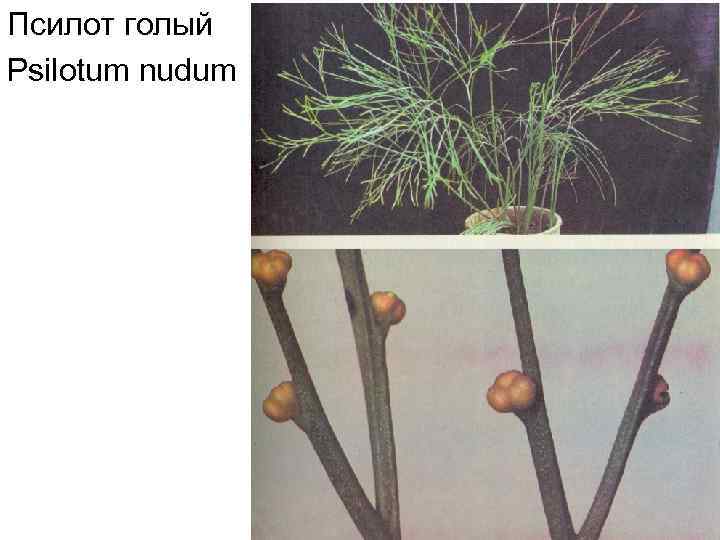 Псилот голый Psilotum nudum 
