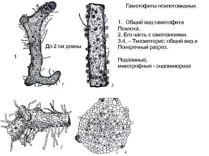 Гаметофиты псилотовидных До 2 см длины 1 1. Общий вид гаметофита Псилота. 2. Его
