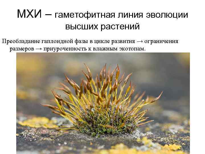 МХИ – гаметофитная линия эволюции высших растений Преобладание гаплоидной фазы в цикле развития →