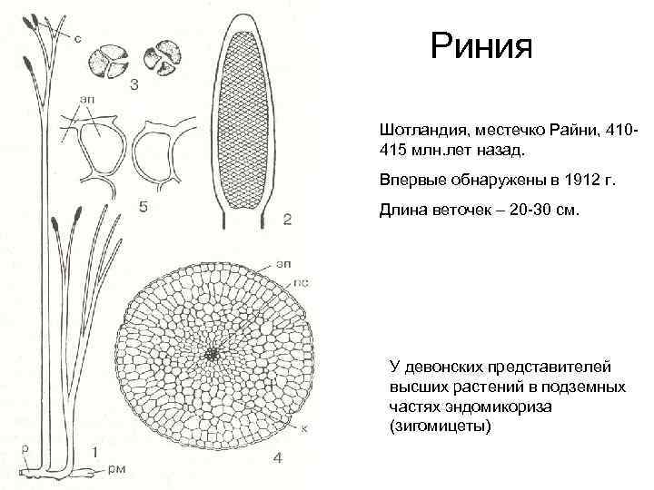 Риния Шотландия, местечко Райни, 410415 млн. лет назад. Впервые обнаружены в 1912 г. Длина