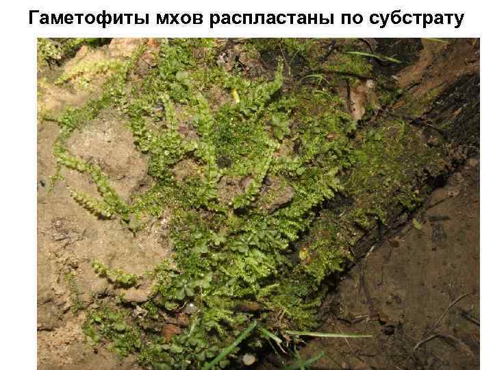 Гаметофиты мхов распластаны по субстрату 