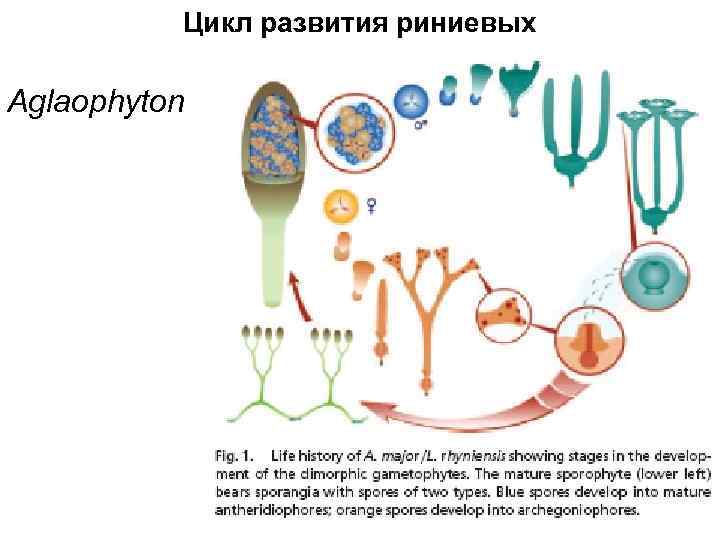 Цикл развития риниевых Aglaophyton 