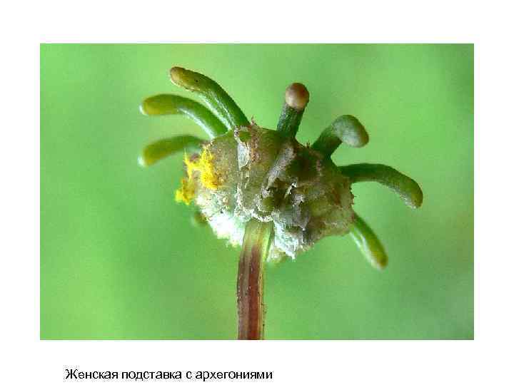 Женская подставка с архегониями 