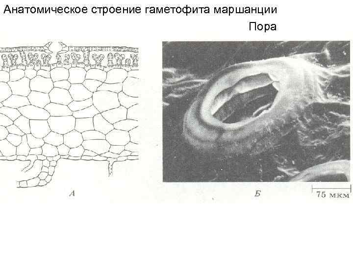 Анатомическое строение гаметофита маршанции Пора 