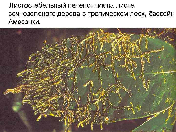 Листостебельный печеночник на листе вечнозеленого дерева в тропическом лесу, бассейн Амазонки. 