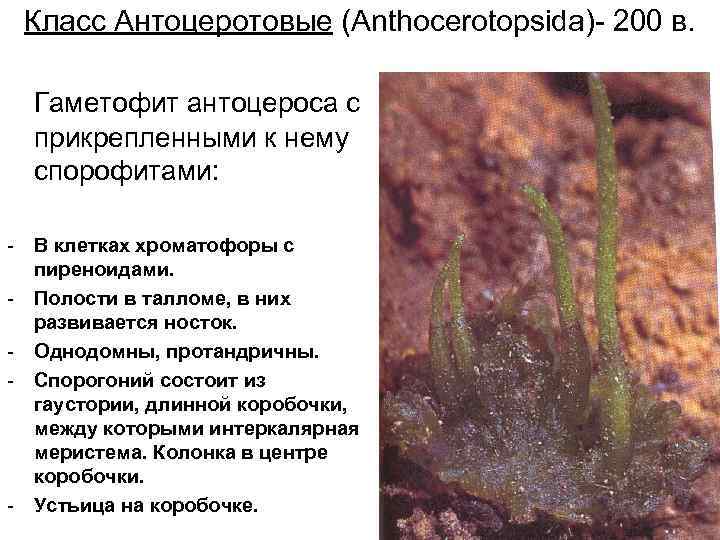 Прикрепляется к почве ризоидами. Класс антоцеротовые Anthocerotopsida. Класс антоцеротовые мхи. Антоцерос мох. Антоцеротовые мхи коробочка.