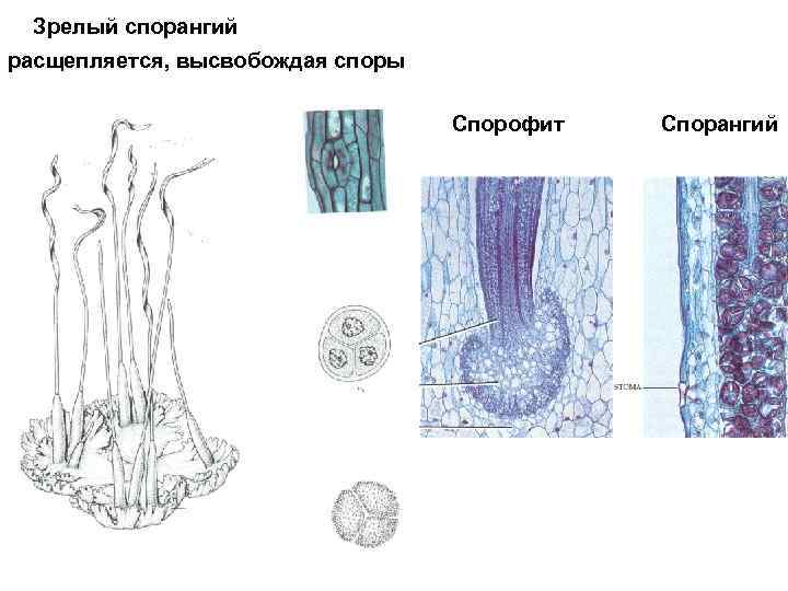 Зрелый спорангий расщепляется, высвобождая споры Спорофит Спорангий 