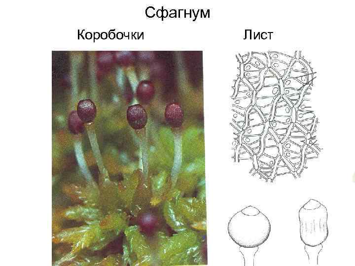 Сфагнум Коробочки Лист 