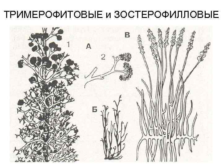ТРИМЕРОФИТОВЫЕ и ЗОСТЕРОФИЛЛОВЫЕ 