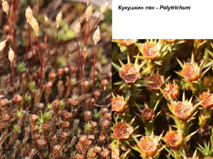 Кукушкин лен - Polytrichum 