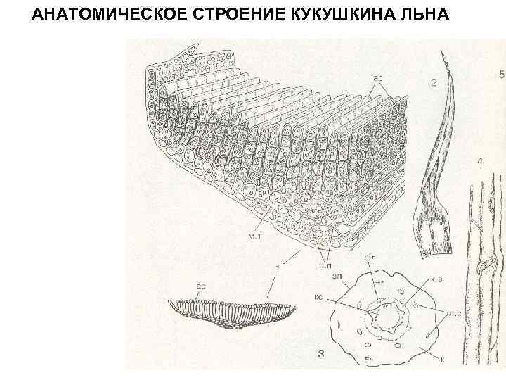 АНАТОМИЧЕСКОЕ СТРОЕНИЕ КУКУШКИНА ЛЬНА 