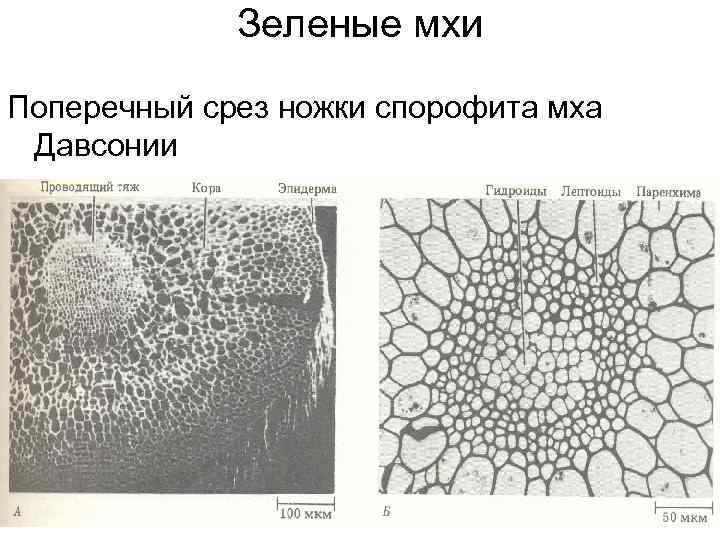 Зеленые мхи Поперечный срез ножки спорофита мха Давсонии 