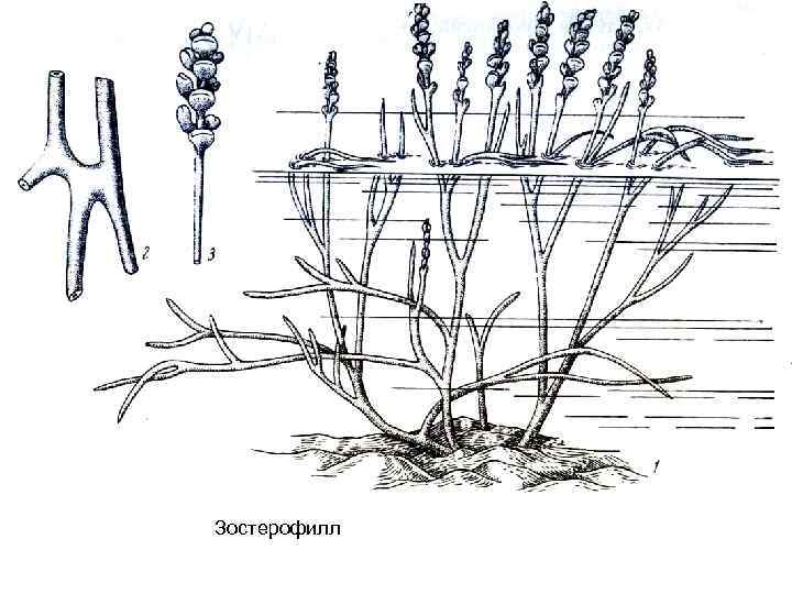 Зостерофилл 