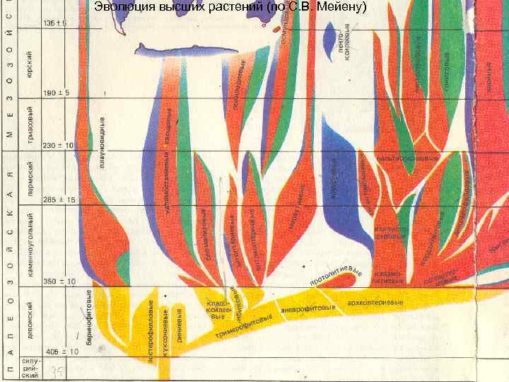 Эволюция высших растений (по С. В. Мейену) 