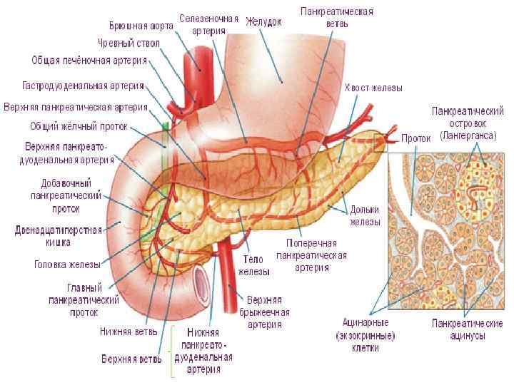 Классификация патологии поджелудочной железы